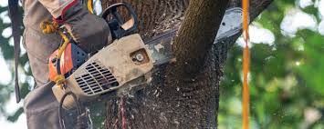 Best Tree and Shrub Care  in Clover Creek, WA