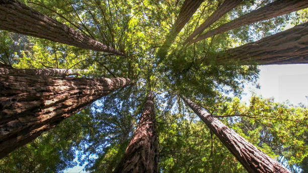 How Our Tree Care Process Works  in  Clover Creek, WA