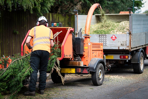 Best Hedge Trimming  in Clover Creek, WA