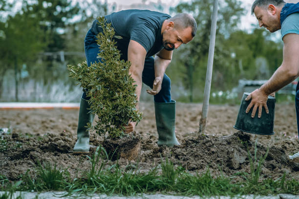 Best Storm Damage Tree Cleanup  in Clover Creek, WA