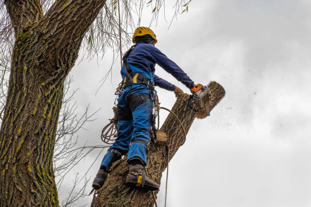 Best Tree Removal  in Clover Creek, WA