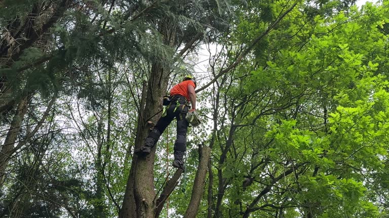 Best Tree Preservation Services  in Clover Creek, WA