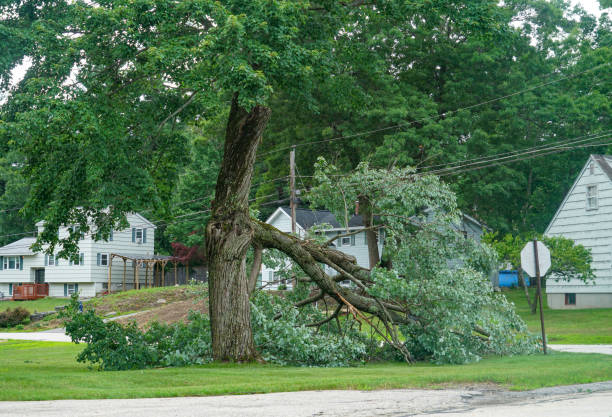 Clover Creek, WA Tree Removal Company