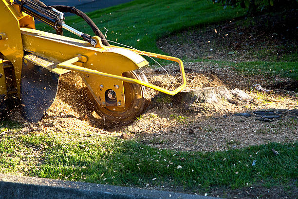 Best Sod Installation  in Clover Creek, WA