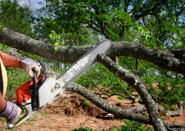 Best Tree Preservation Services  in Clover Creek, WA